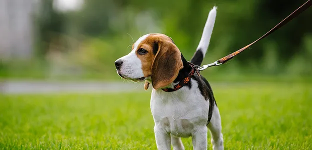 Jeune beagle tricolore en laisse, debout sur l'herbe verte, regardant à gauche à Muret en Haute-Garonne 31