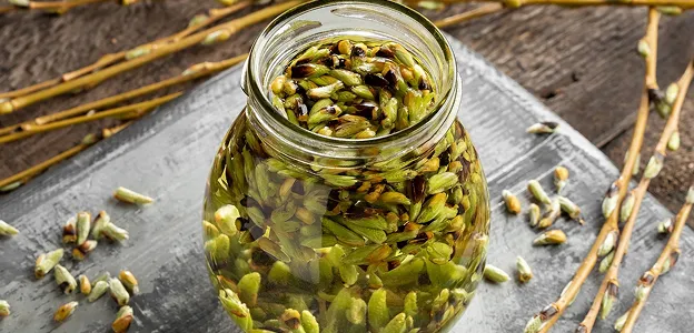 Bocal de bourgeons de saule marinés et de branches sur une surface en bois à Muret en Haute-Garonne 31