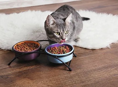 Chat gris tigré léchant sa nourriture dans une double écuelle à Muret en Haute-Garonne 31